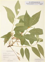 藏品(美國白臘樹)的圖片